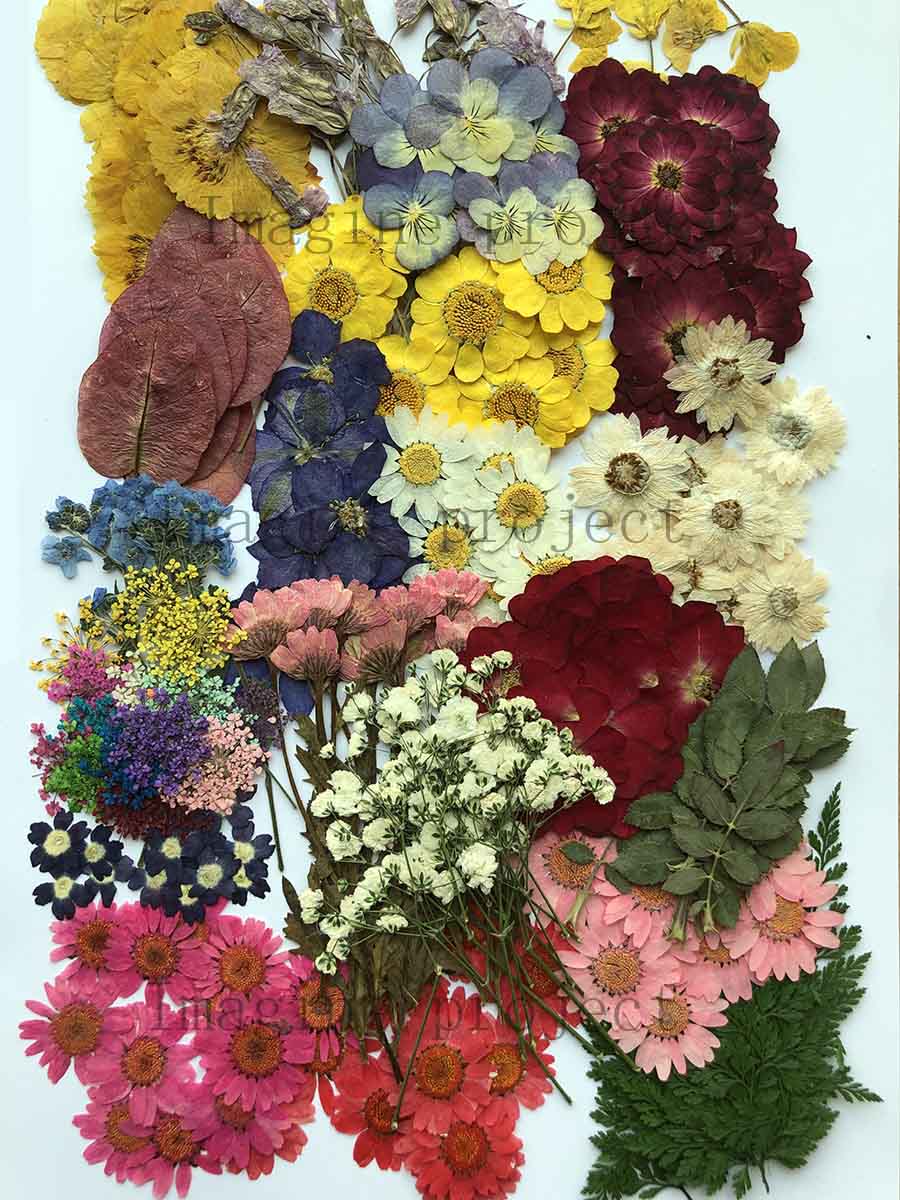 Art Craft 2 Year Olds - 250pcs Assorted Pressed Dried Flowers&Leaf Plant