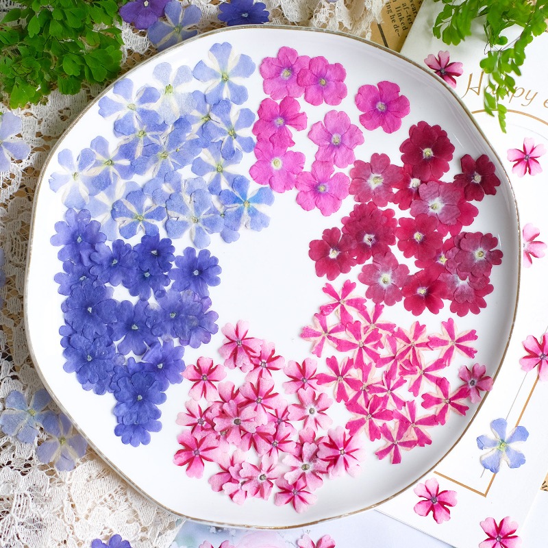 50pcs/1.5-2cm,Pressed Dried Ve - Art Craft 2 Year Olds ulasan dan harga