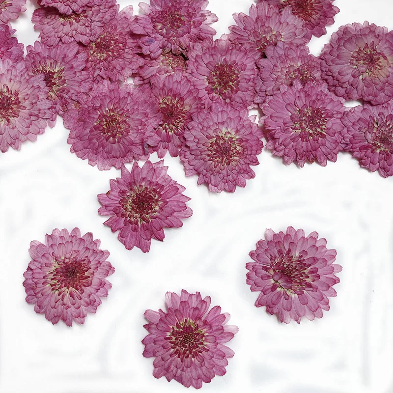 Nature Pressed Flowers Real Dr - Art Craft 2 Year Olds ulasan dan harga