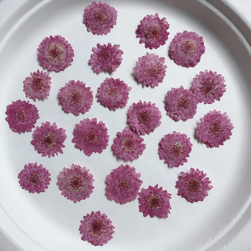 Nature Pressed Flowers Real Dr - Art Craft 2 Year Olds ulasan dan harga
