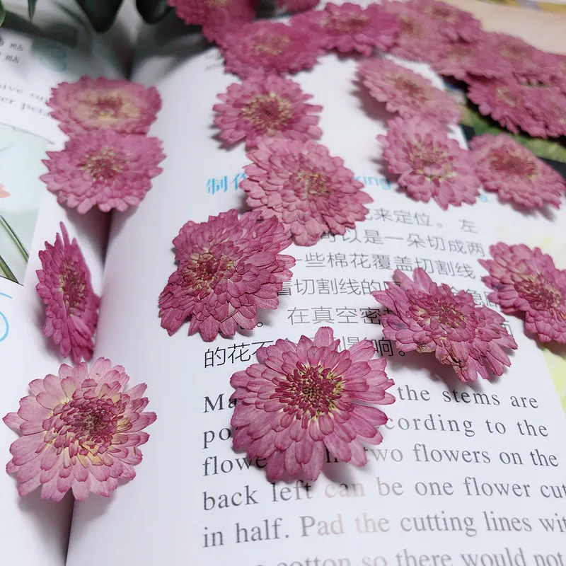 Nature Pressed Flowers Real Dr - Art Craft 2 Year Olds ulasan dan harga