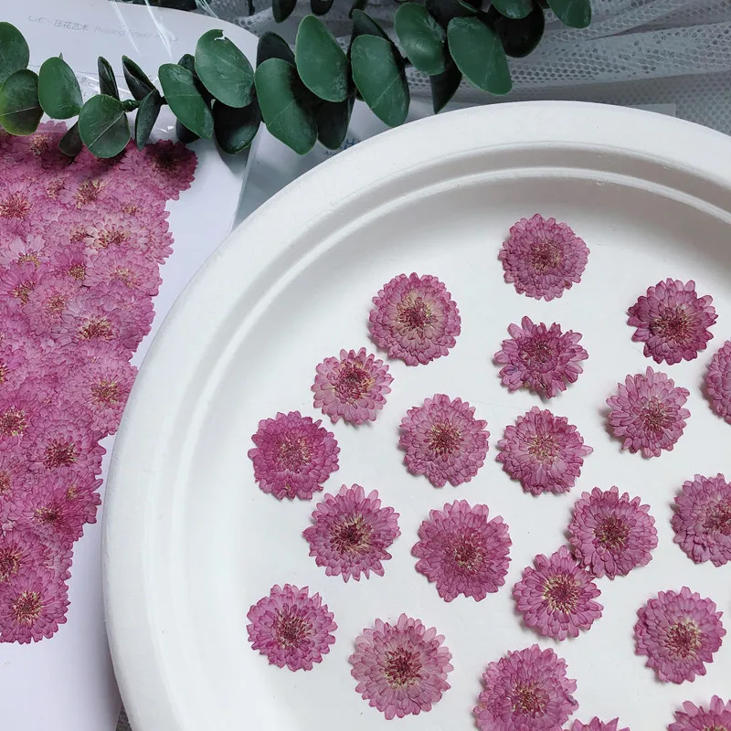 Nature Pressed Flowers Real Dr - Art Craft 2 Year Olds ulasan dan harga