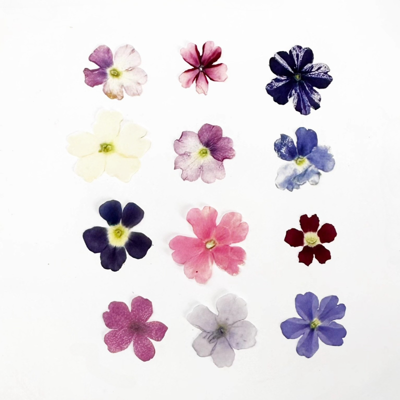 24pcs,Verbena Dry Flowers DIY  - Art Craft 2 Year Olds ulasan dan harga