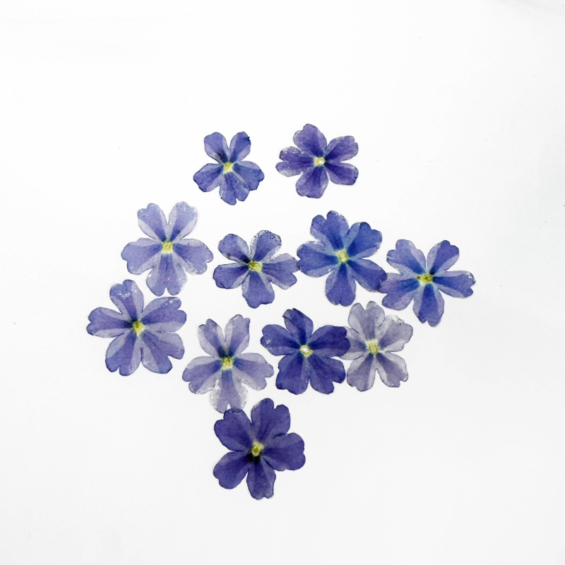 24pcs,Verbena Dry Flowers DIY  - Art Craft 2 Year Olds ulasan dan harga