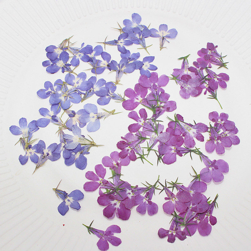 60pcs Pressed Dried Lobelia Er - Art Craft 2 Year Olds ulasan dan harga