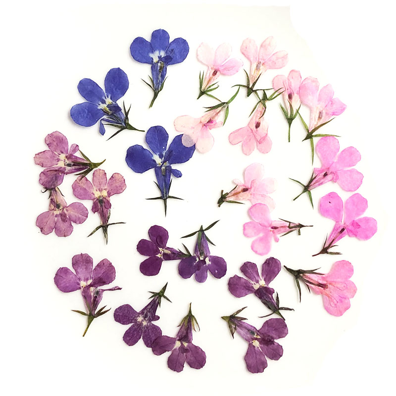 60pcs Pressed Dried Lobelia Er - Art Craft 2 Year Olds ulasan dan harga