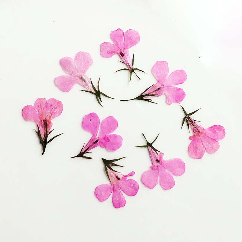 60pcs Pressed Dried Lobelia Er - Art Craft 2 Year Olds ulasan dan harga