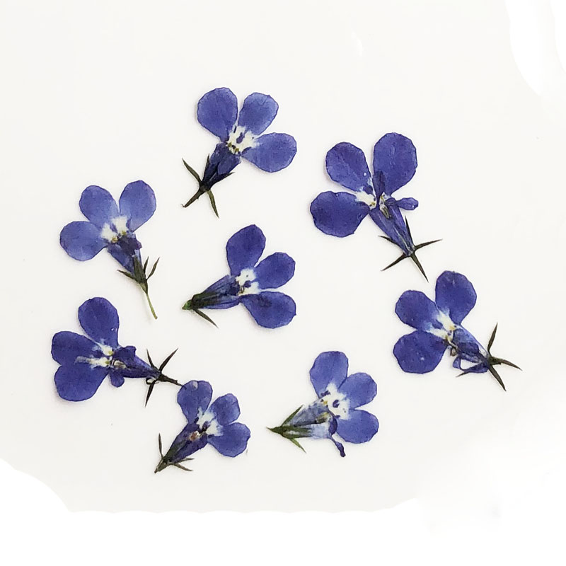 60pcs Pressed Dried Lobelia Er - Art Craft 2 Year Olds ulasan dan harga