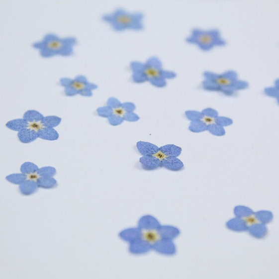 100pcs/0.5-1cm,Pressed mini fo - Art Craft 2 Year Olds ulasan dan harga