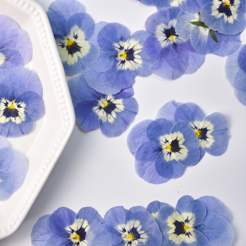 24pcs,Real Light Blue Pansy Pr - Art Craft 2 Year Olds ulasan dan harga
