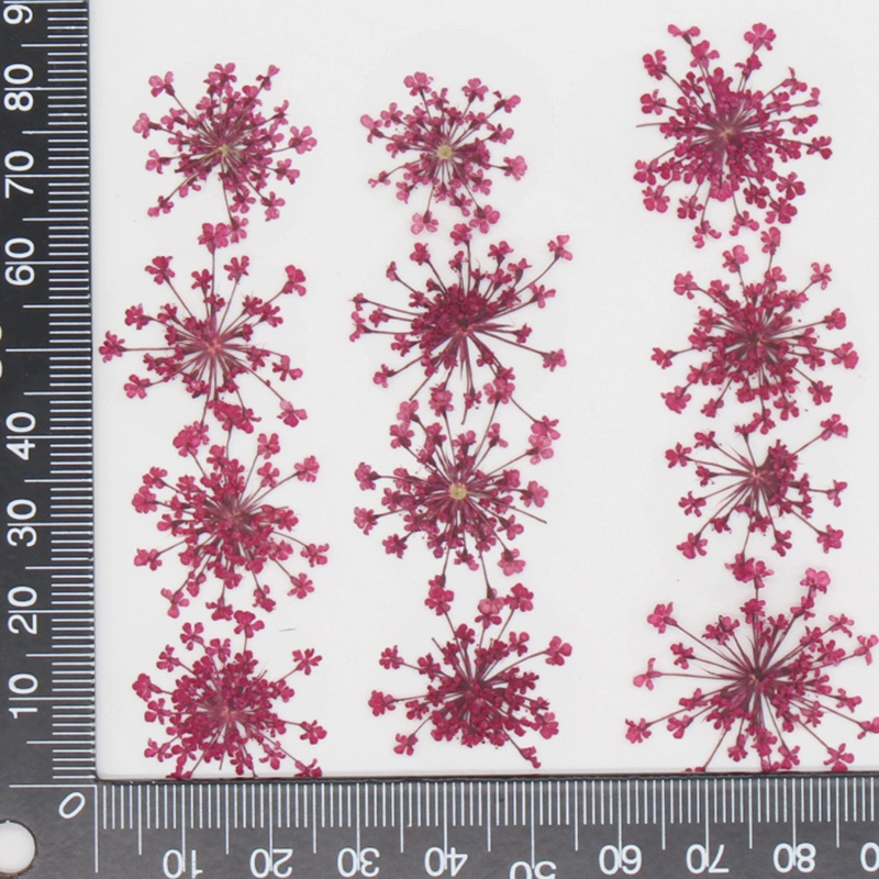 12pcs,Pressed Snow Pearl Lace  - Art Craft 2 Year Olds ulasan dan harga